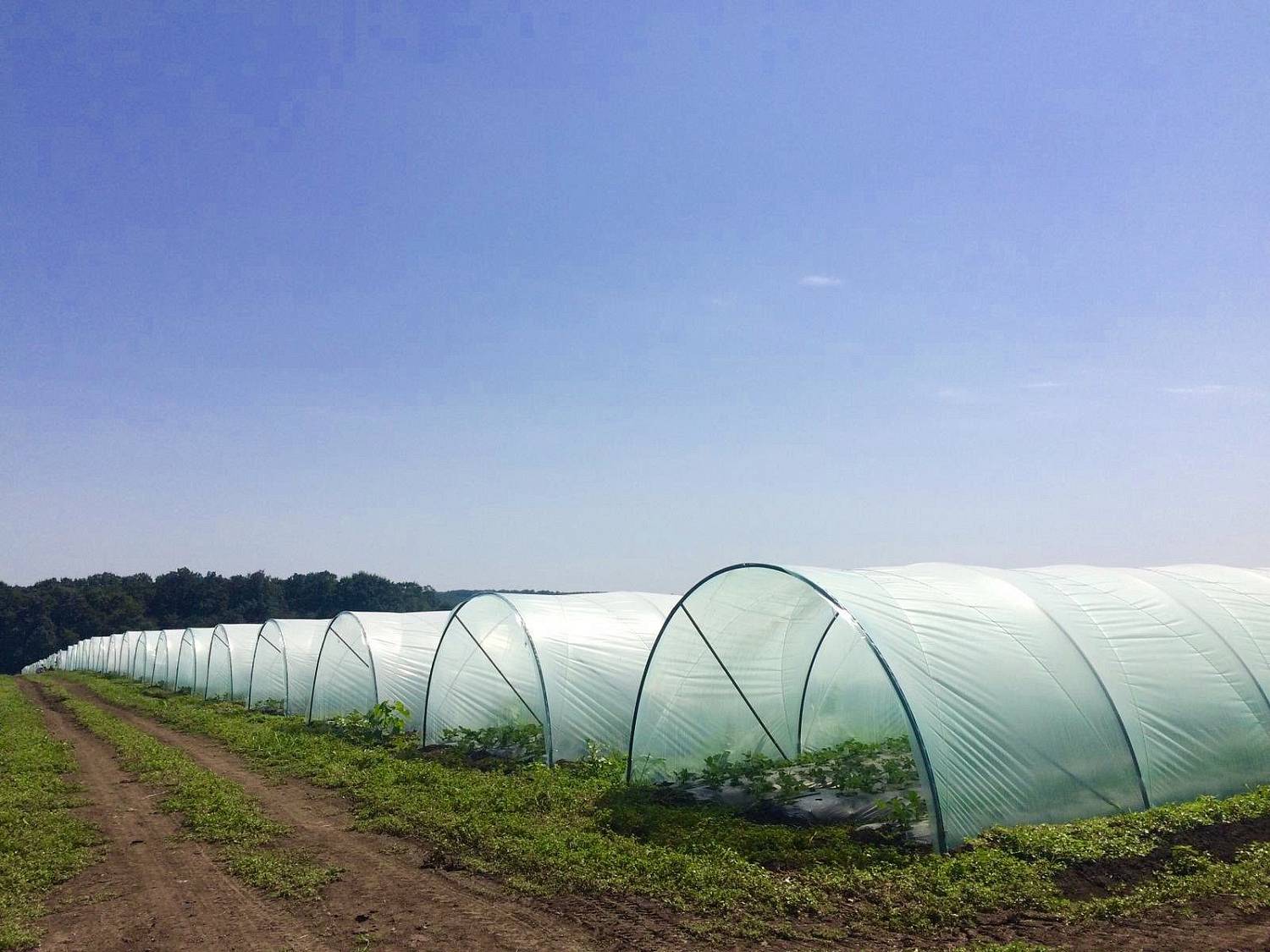 Пленка для теплиц 4-х сезонная, 12х33м